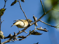 Mosquitero común