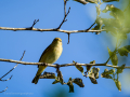 Mosquitero común