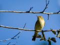 Mosquitero común