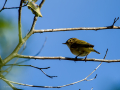 Mosquitero común