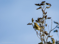 Mosquitero común