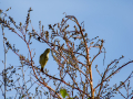 Mosquitero común