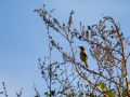 Mosquitero común