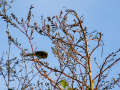 Mosquitero común