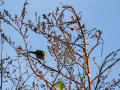 Mosquitero común