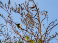 Mosquitero común