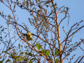 Mosquitero común
