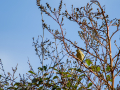 Mosquitero común
