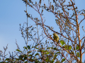 Mosquitero común