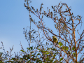Mosquitero común