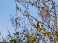 Mosquitero común
