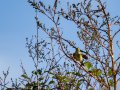Mosquitero común