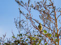 Mosquitero común