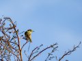 Mosquitero común