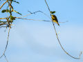 Mosquitero común