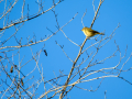 Mosquitero común