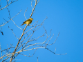 Mosquitero común