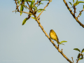 Mosquitero común