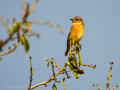 Mosquitero común