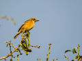 Mosquitero común