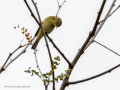 Mosquitero común - Phylloscopus collybita - Mosquiter comú