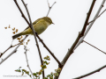 Mosquitero común - Phylloscopus collybita - Mosquiter comú