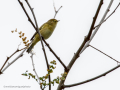 Mosquitero común - Phylloscopus collybita - Mosquiter comú