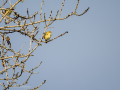 Mosquitero común - Phylloscopus collybita - Mosquiter comú