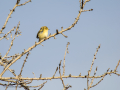 Mosquitero común - Phylloscopus collybita - Mosquiter comú
