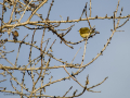 Mosquitero común - Phylloscopus collybita - Mosquiter comú