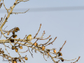 Mosquitero común - Phylloscopus collybita - Mosquiter comú