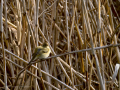 Mosquitero común - Phylloscopus collybita - Mosquiter comú