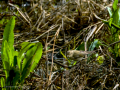 Mosquitero común - Phylloscopus collybita - Mosquiter comú