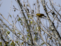 Mosquitero común - Phylloscopus collybita - Mosquiter comú
