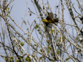 Mosquitero común - Phylloscopus collybita - Mosquiter comú