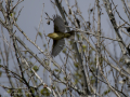 Mosquitero común - Phylloscopus collybita - Mosquiter comú