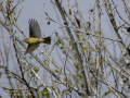 Mosquitero común - Phylloscopus collybita - Mosquiter comú