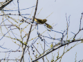 Mosquitero común - Phylloscopus collybita - Mosquiter comú