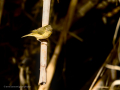 Mosquitero común - Phylloscopus collybita - Mosquiter comú
