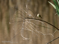 Mosquitero común - Phylloscopus collybita - Mosquiter comú