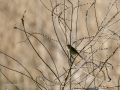 Mosquitero común - Phylloscopus collybita - Mosquiter comú