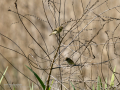 Mosquitero común - Phylloscopus collybita - Mosquiter comú