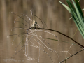 Mosquitero común - Phylloscopus collybita - Mosquiter comú