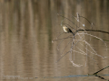 Mosquitero común - Phylloscopus collybita - Mosquiter comú