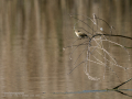 Mosquitero común - Phylloscopus collybita - Mosquiter comú
