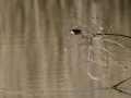 Mosquitero común - Phylloscopus collybita - Mosquiter comú
