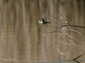 Mosquitero común - Phylloscopus collybita - Mosquiter comú