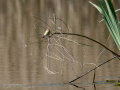 Mosquitero común - Phylloscopus collybita - Mosquiter comú