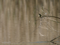 Mosquitero común - Phylloscopus collybita - Mosquiter comú