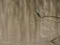 Mosquitero común - Phylloscopus collybita - Mosquiter comú